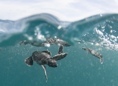 Baby honu swim just below the surface line.
