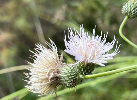 Two white thistle flowers in the foreground with a faded green forest background.