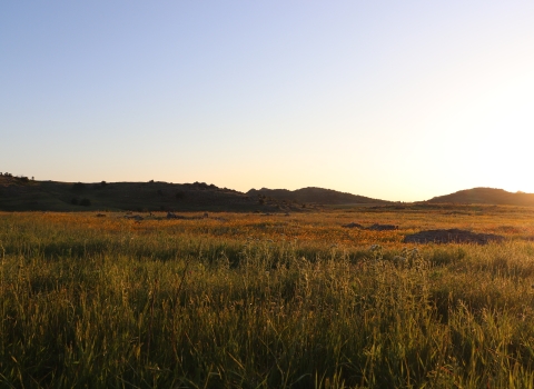 A yellow sunset washes over a grassy field