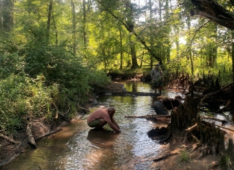 Freshwater mussel survey in southeast Georgia