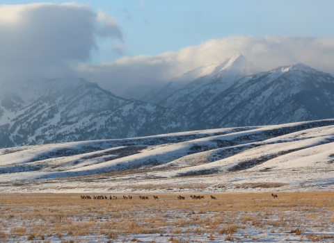 herd elk in the far distance with snow covered hills and tallk mountains behind them