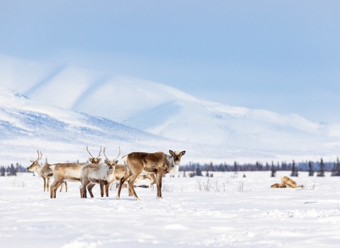 Caribou stand amidst snow in Selawik Refuge. In the background, mountains and a faint treeline are visible.