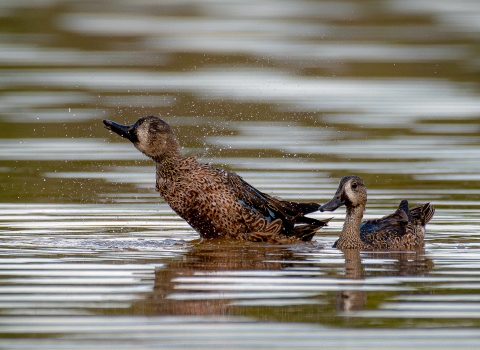 Blue-winged teal