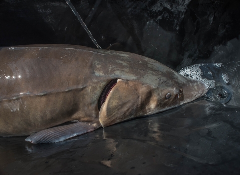 Closeup of lake sturgeon swimming in the Niagara River.