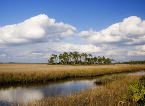 Small Pine Island in coastal saltwater marsh