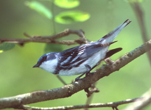 Male cerulean warbler in tree at Big Oaks NWR
