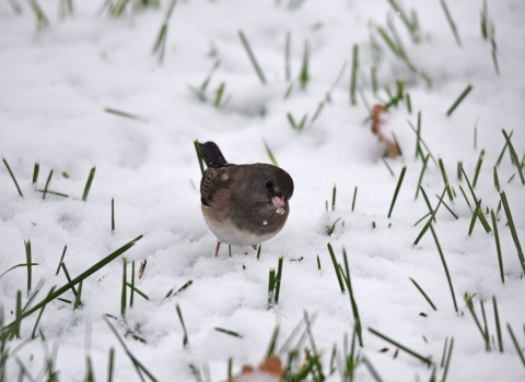 A dark-eyed junco in the snow