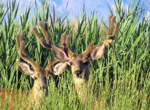 Two deer with antlers in velvet