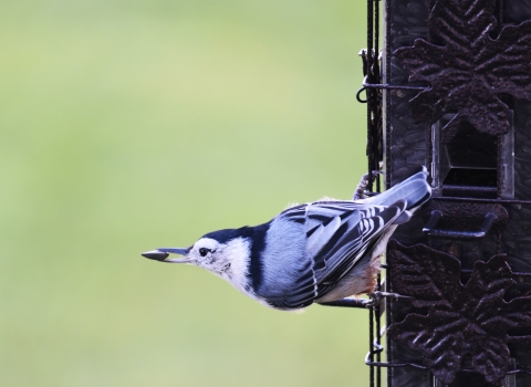 A white-breasted nuthatch takes a sunflower seed from a bird feeder
