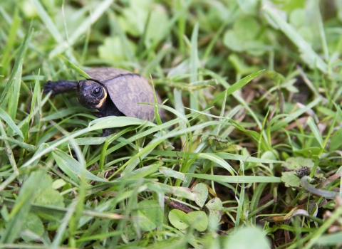 A small turtle walks through the grass
