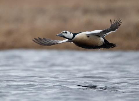 A duck flies over a tundra pond.