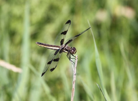 A dragonfly with a long body and four black-spotted wings rests on the end of a reed or blade of grass.
