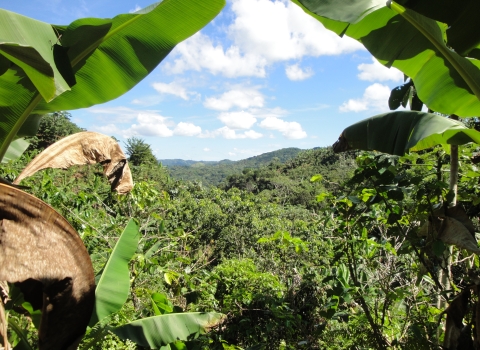Lanscape of tropical foliage framed by banana leaves on both sides, with rolling hills in the distance