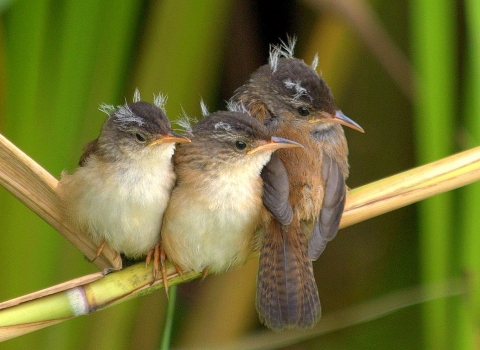 Three small gray-white-and-brown birds with disheveled feathers huddle together on a thin straw-like reed
