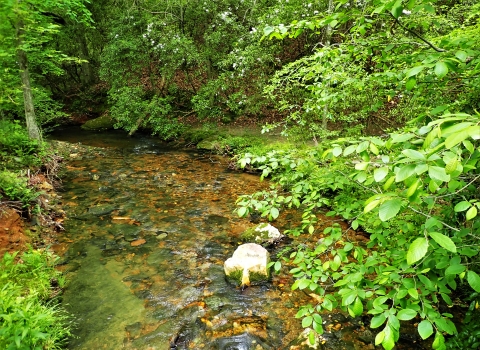A small stream with riparian vegetation and cobble substrate