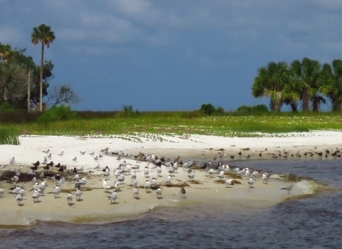 Dozens of shorebirds wading in a coastal area with white sand, green vegetation onshore 