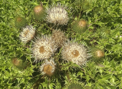 A plant with spikey yellow thistles