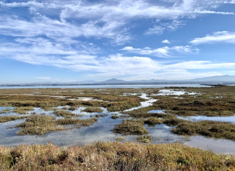 Marsh overlooking San Diego Bay. Mountain and sky in the far distance.