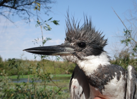 Kingfisher at Stone Lakes National Wildlife Refuge
