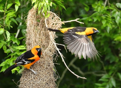 Orange and black birds called Altamira orioles at their hanging nest at Laguna Atascosa National Wildlife Refuge in south Texas.