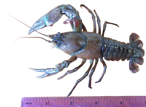 a crayfish next to a ruler