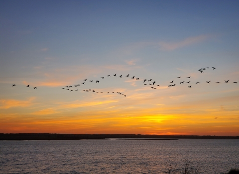 Sandhill cranes over Long Lake