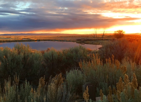 A bright orange sky with a setting sun with a pond and vegetation in the foreground