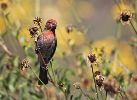 House finch with red coloration standing on dried flower stem.