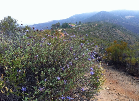 Mountain top with coastal sage scrub and a foggy sky. A tall flower bush is on the left of a winding trail. 