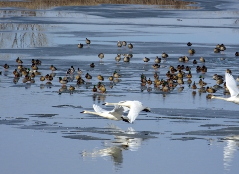 Trumpeter swans taking off from the waters of DeSoto Lake with ducks in the background.