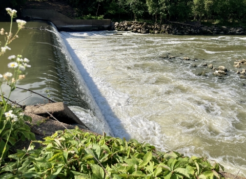 Water cascades about a dozen feet down the dam, which stretches 100 yards across the Green River. A sunny day, with flowers in the shot, and the river is rocky.