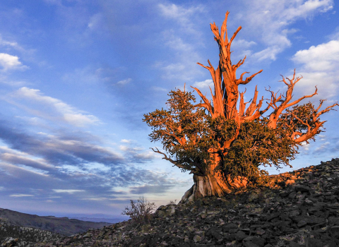 Bristlecone pine above treeline