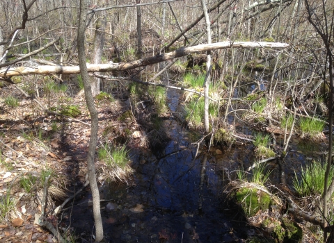 Wetland at the Great Swamp National Wildlife Refuge