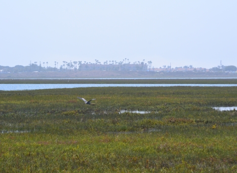 A great blue heron flies by estuary.