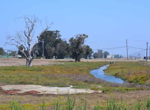 Large dead tree stands near a stream of water