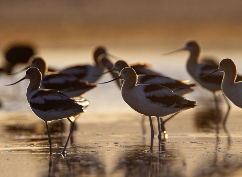 Malheur NWR_American Avocets_Peter Pearsall.jpg