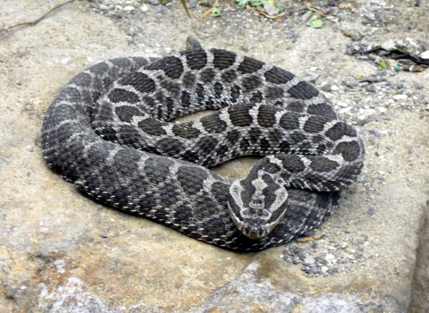 Eastern massasauga rattlesnake curled up on a rock