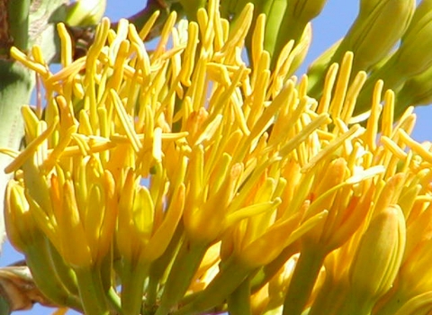 A yellow agave plant resembling multiple hands with fingers spread wide apart waving hello and good-bye.