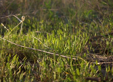 A low growing grass-like plant not currently in bloom.