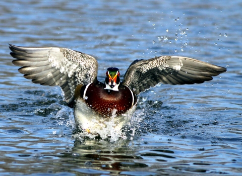Wood Duck in flight over water