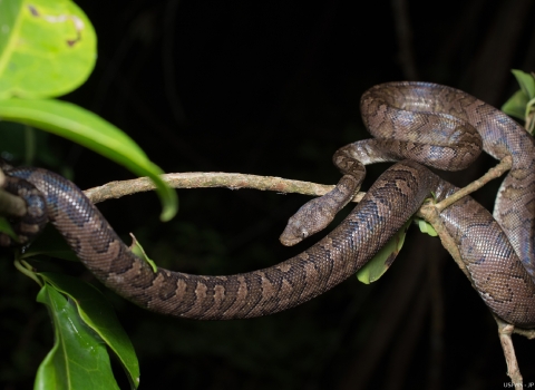 A boa (brown and black) wrapped around branches in a tree.