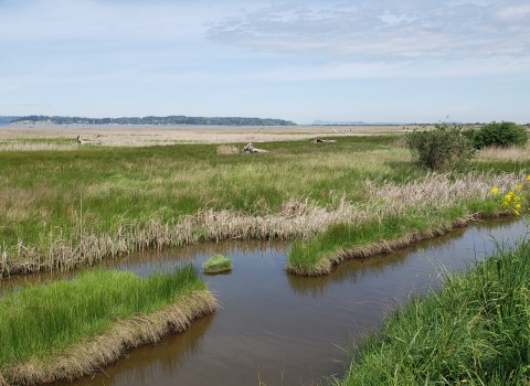 Stillaguamish Tidal Wetlands