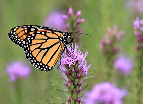 A monarch butterfly on blazing star