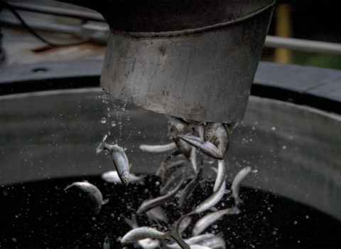 Juvenile fish fall out of a pipe into a large circular opening in a tank. 