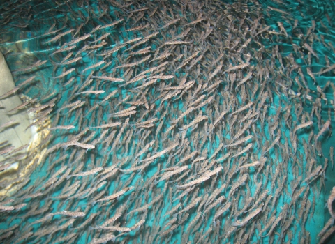 Lake trout fry in a hatchery tank