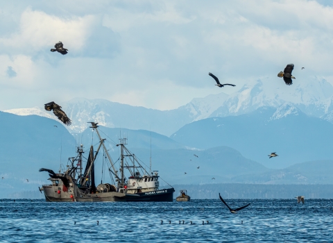 Birds surround two herring fishing boats
