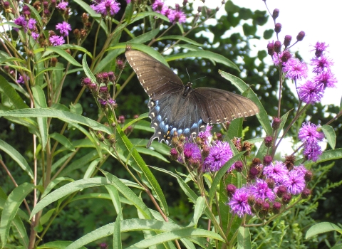 A black butterfly with iridescent blue perches on a spray of purple, pom-pom-shaped flowers