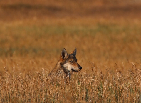gray wolf pokes head over tall brown grass