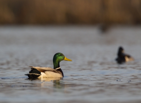 An image of a mallard duck sitting on water.