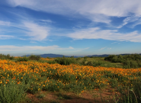 Fields of poppies